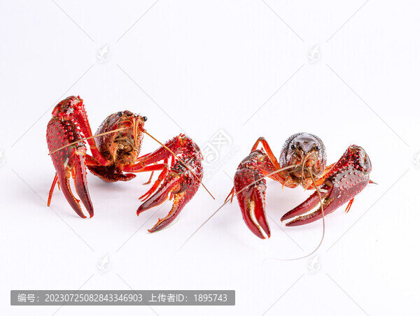 生鮮小龍蝦