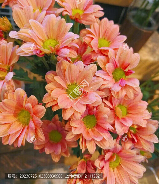 小雛菊