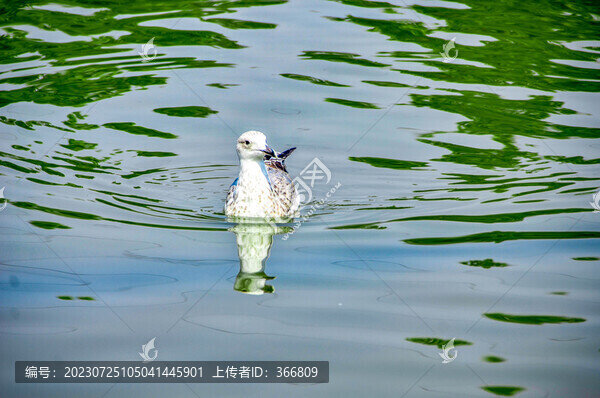 海鷗