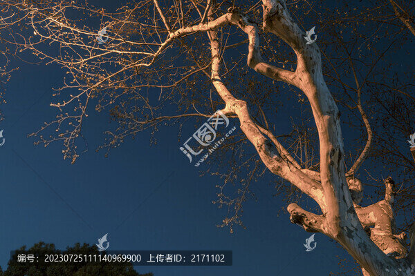 街燈下的法國梧桐
