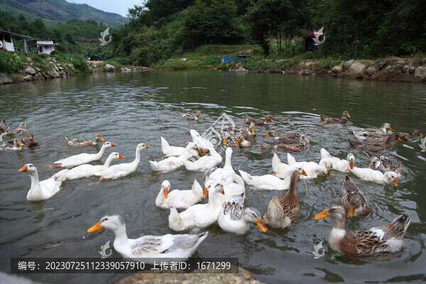 水鴨喂養(yǎng)