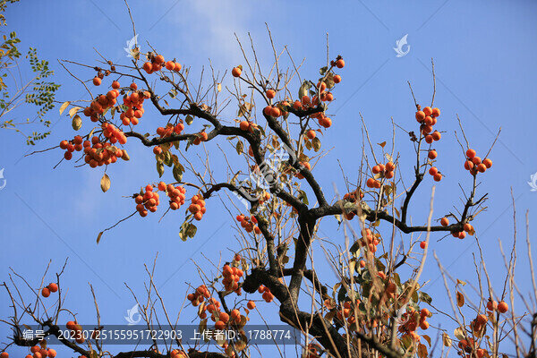 紅柿子