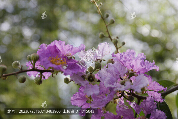 大葉紫薇花