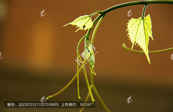 葡萄葉