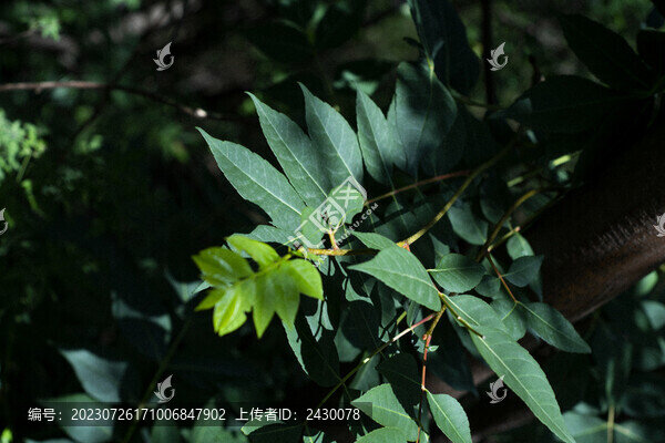 綠色葉子高對(duì)比特寫