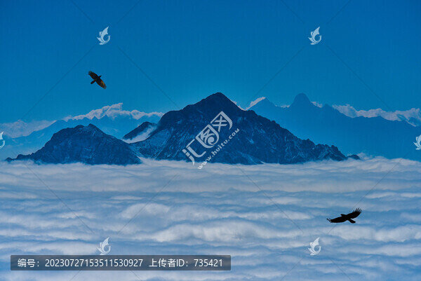 云海蒼鷹