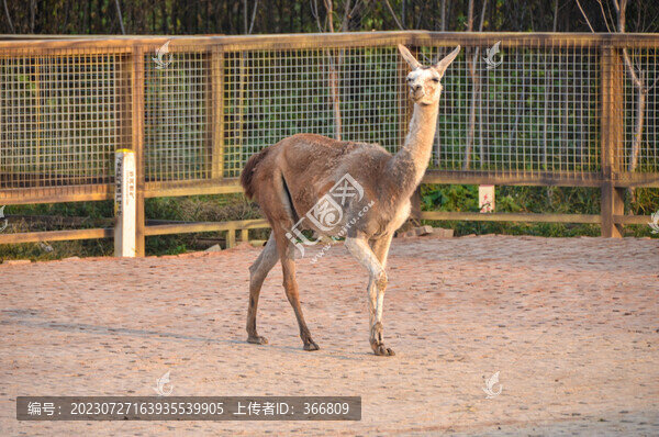 無峰駝