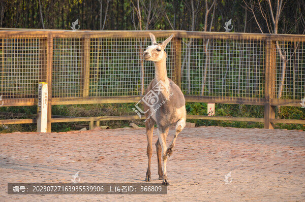 無(wú)峰駝