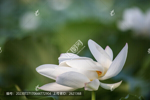 白色荷花