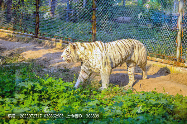 白虎