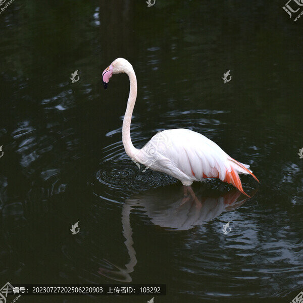 白色的火烈鳥