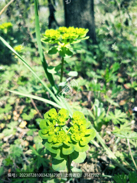 油菜花
