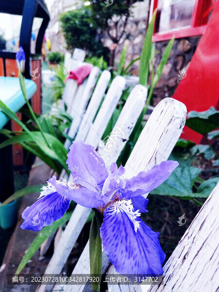 蝴蝶花