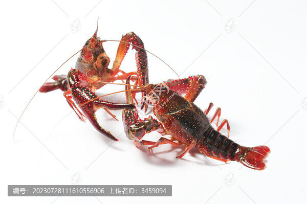 小龍蝦