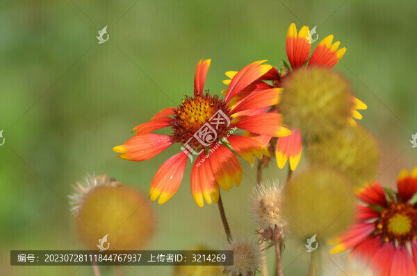 大濱菊