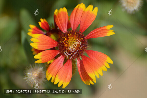 金盞菊花