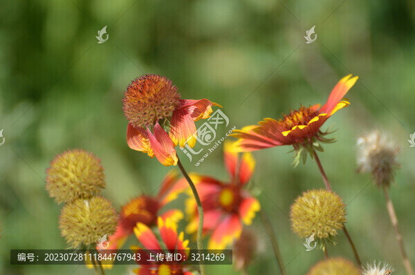路邊野花