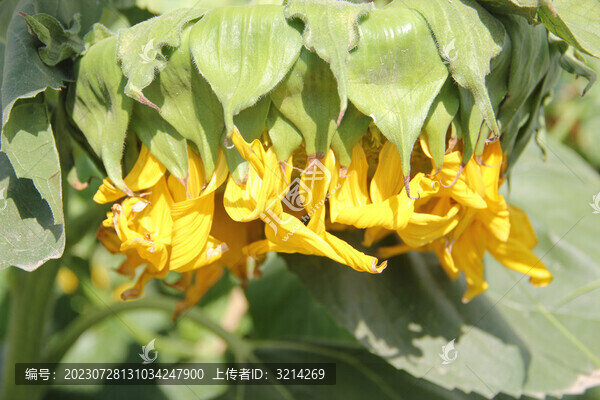 夏天向日葵