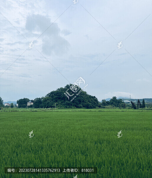 稻田風(fēng)光