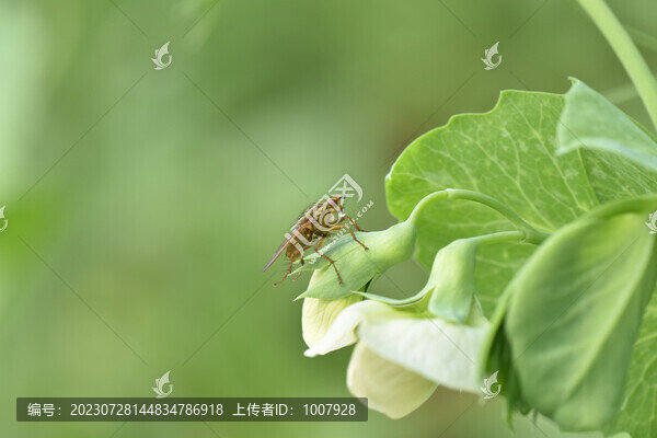 果蠅
