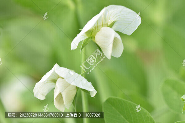 豌豆花