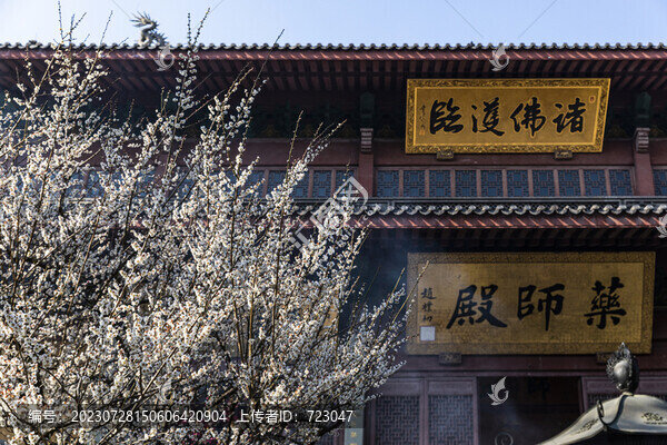 靈隱寺探梅