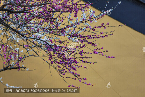 靈隱寺探梅