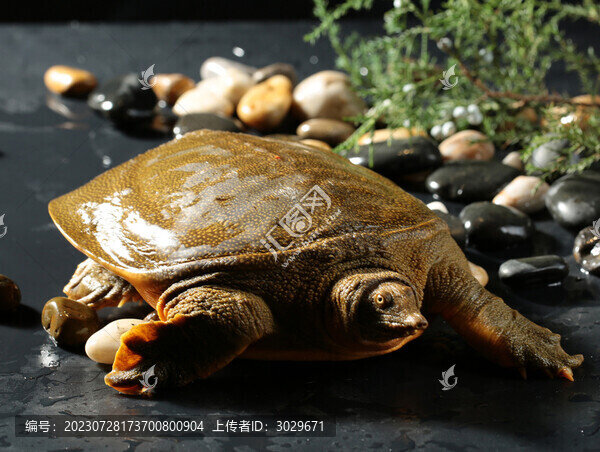 甲魚