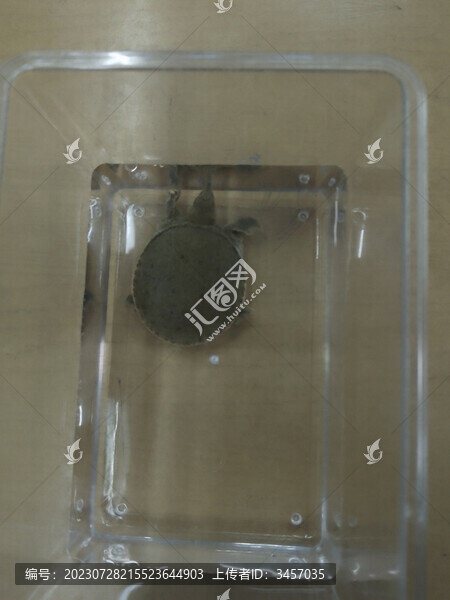 中華鱉