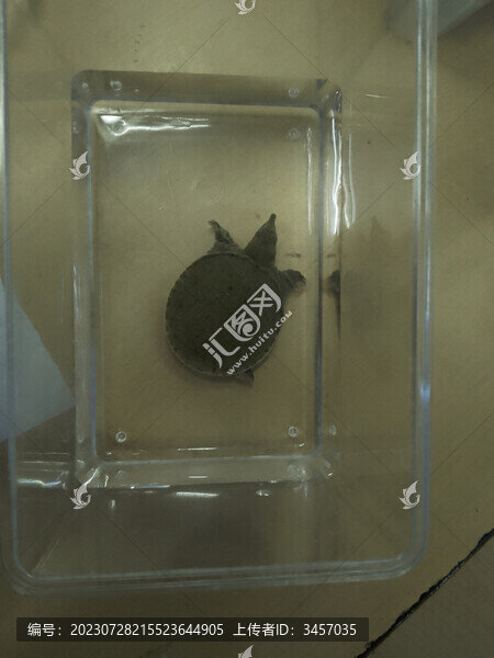 中華鱉
