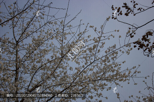 藍(lán)天櫻花