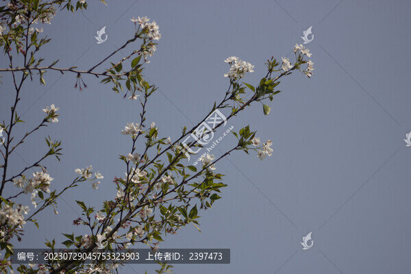 櫻花