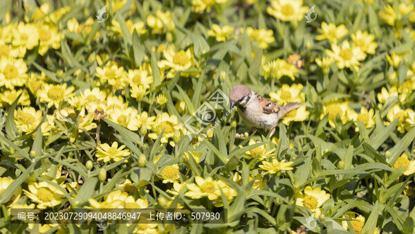麻雀與黃花