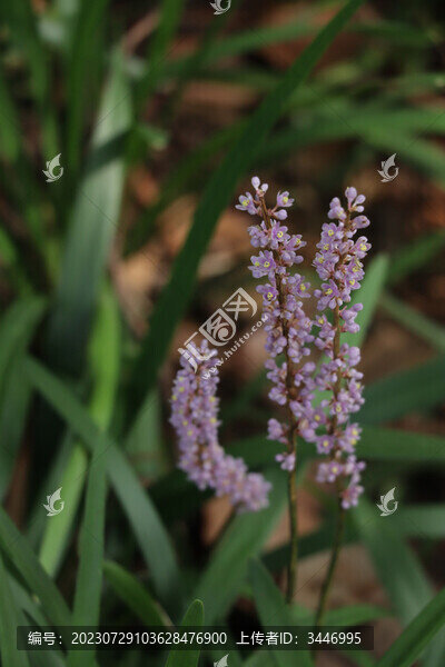 夏日寧?kù)o山麥冬