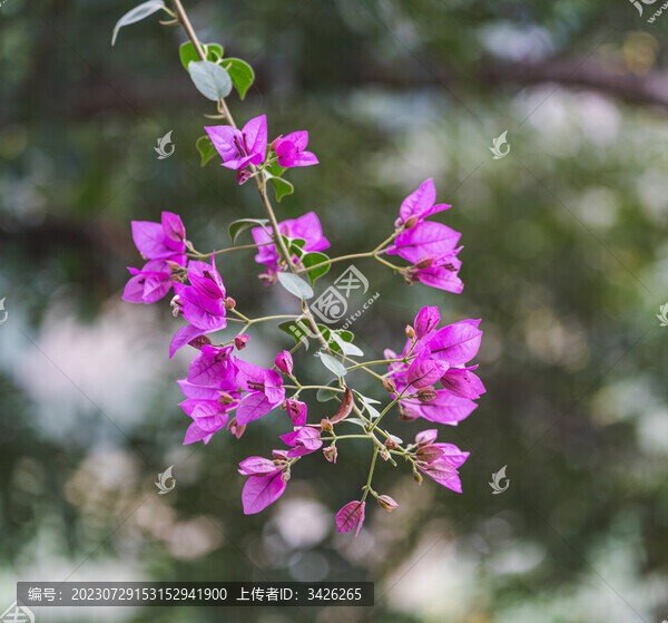粉色花朵三角梅特寫鏡頭