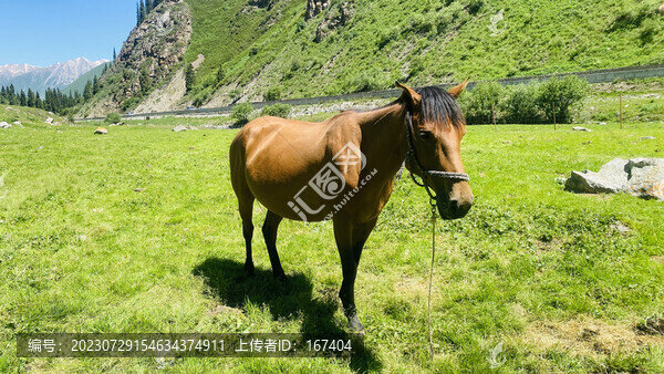 馬匹