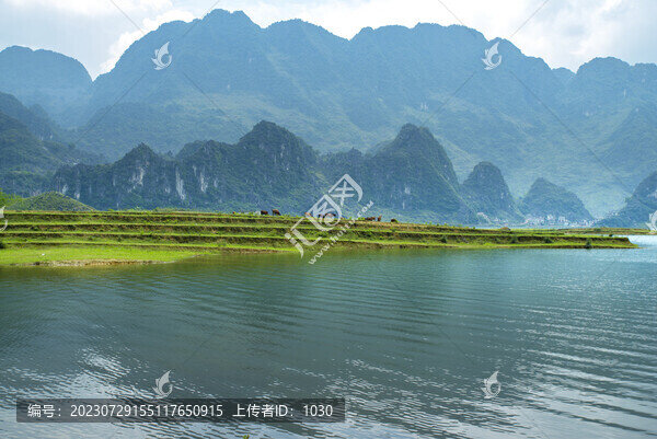 自然風(fēng)景牛群