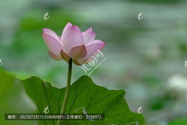 清新荷風(fēng)圖片下載