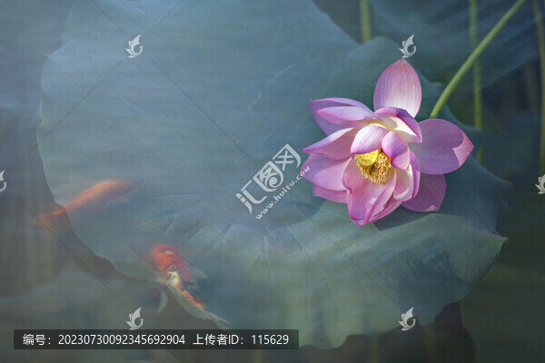 高清意境荷花與魚