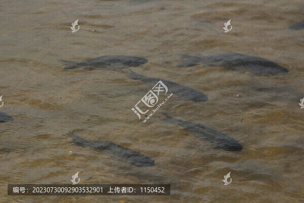 魚樂圖
