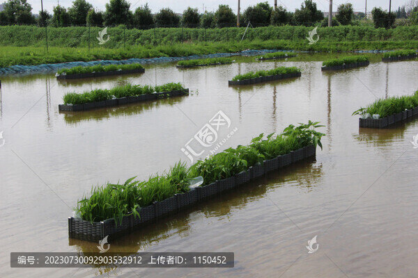 魚樂圖