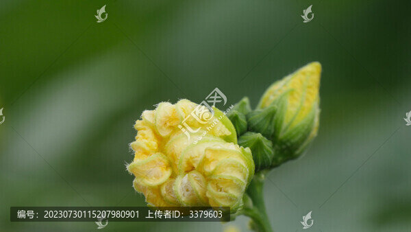 絲瓜花