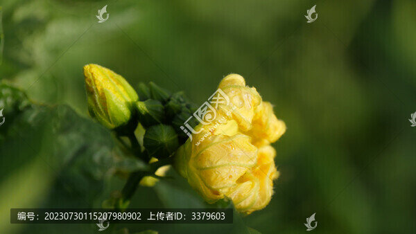 絲瓜花