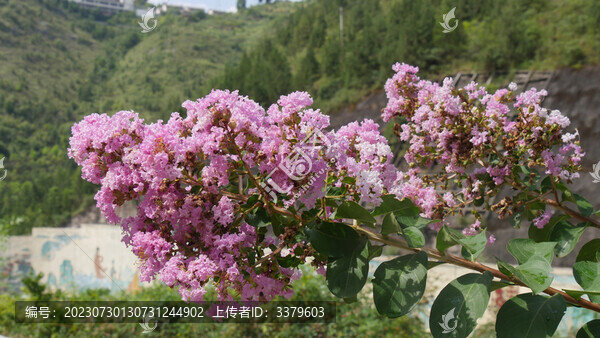 紫薇開花
