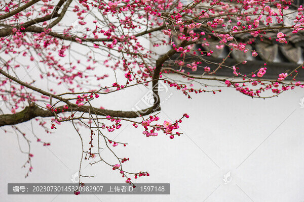 園林梅花