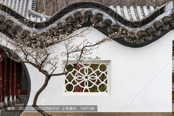 園林梅花
