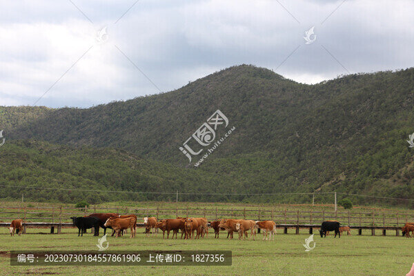 黃牛