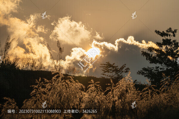 夕陽和蘆葦