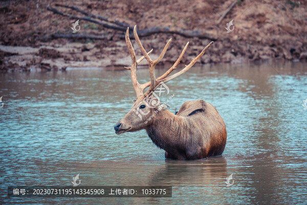 水中的麋鹿