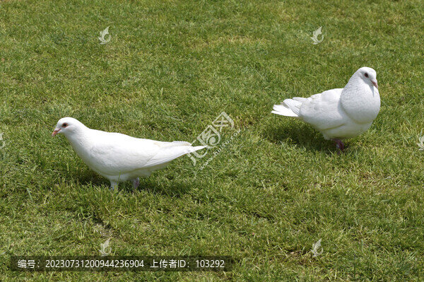 草地上的兩只白鴿